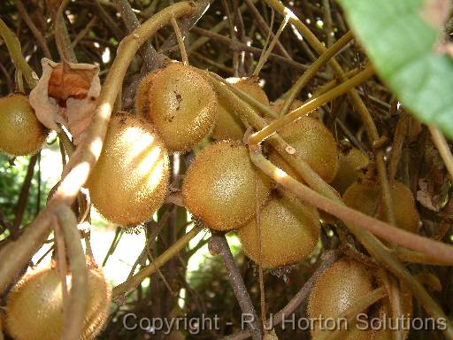 Kiwi Fruit_cluster 